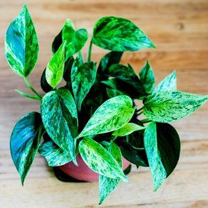 Golden Pothos/Money Plant Pack of 4